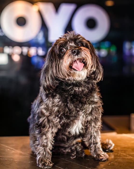 Your pets are our cherished guests.